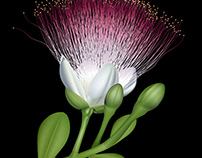 Barringtonia asiatica flower - Kinbi maa