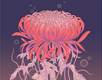 Chrysanthemum Jelly
