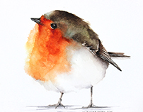 Robins watercolours illustrations