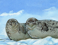 Illustrations for a book about Ringed seals