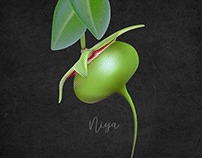 Sonneratia caseolaris - Mangrove apple