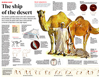 Infographic: Camels