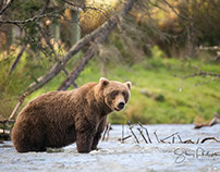 Brown Bears of Katmai NP