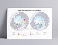 Data visualisation of Atlantic walrus distribution