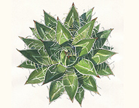 Agave in watercolor