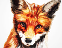 Illustration: Fox /fɒks/ 🦊 Canidae Vulpes Vulpes