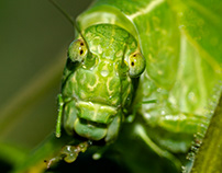 Macro Katydid - Leaf Mimicry