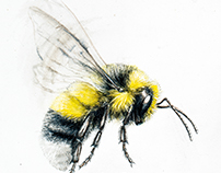 White-tailed Bumblebee Illustration
