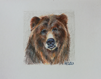 A brown bear small portrait