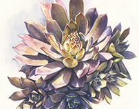 Watercolor Botanical Illustration