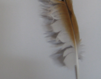 falcon feather