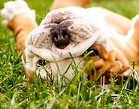 English Bulldog Pups to Make You Smile