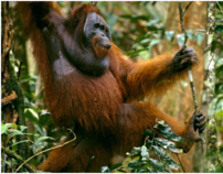 WWF- Save the Orangutans