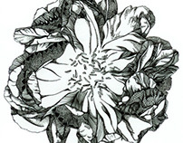 A Peony Illustrated