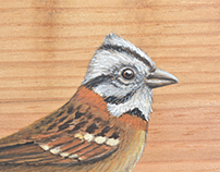 Aves colombianas pintadas sobre madera
