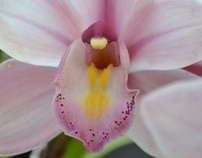 April Orchids