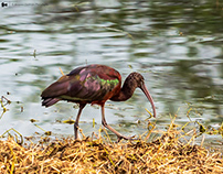 Sultanpur Bird Sanctuary - Revisited (Feb 2019)