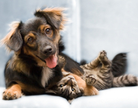 PETCO: How to Care for Your New Puppy or Kitten