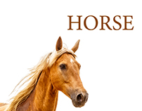 Horse on White 2014 Calendar