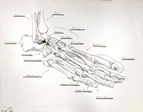 Bone Foot