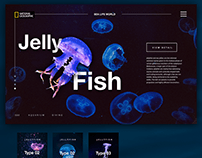 Jelly Fish Life