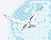 Bird Migration Illustrations