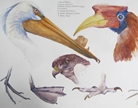 Natural History Illustration