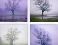 Trees & fog