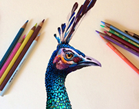 Colored Pencil Peacock Study
