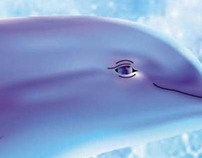 Dolphin Mooner