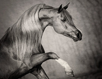 Arabian Horses - Bashir al Shaqab