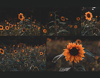 A sunflower series - Photography