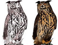 Scientific Illustration II - OWLS
