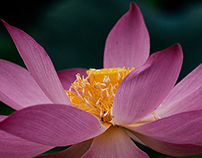 荷花，西湖 ｜ Lotus  flower,West Lake