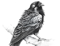 Ravens watercolour illustrations
