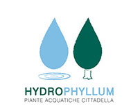 Hydrophyllum