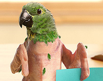 Papagaio