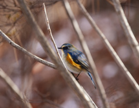 Red-flanked Bluetail.2021.12.ルリビタキ