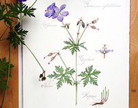 Geranium sylvaticum. Watercolor illustration