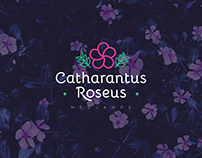 Catharantus Roseus