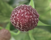 Herbapol Raspberry Syrup