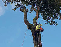 Branch removal in A small town in Glasgow