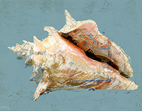 Shells Paintings on Nautical Maps