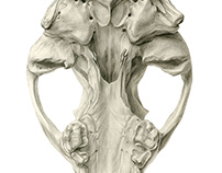Badger Skull