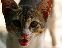 Cat - Animal Photography 