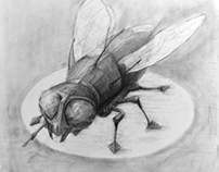 fly sketch