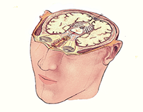 Brain in Head-Horizontal (Work in Progress, 2015)
