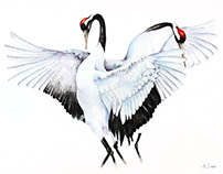 Cranes watercolours illustrations