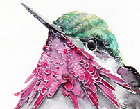 Hummingbirds watercolours illustrations