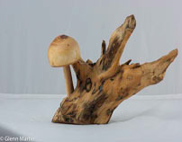 Wood Mushrooms